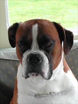 Healthy Boxer Dogs